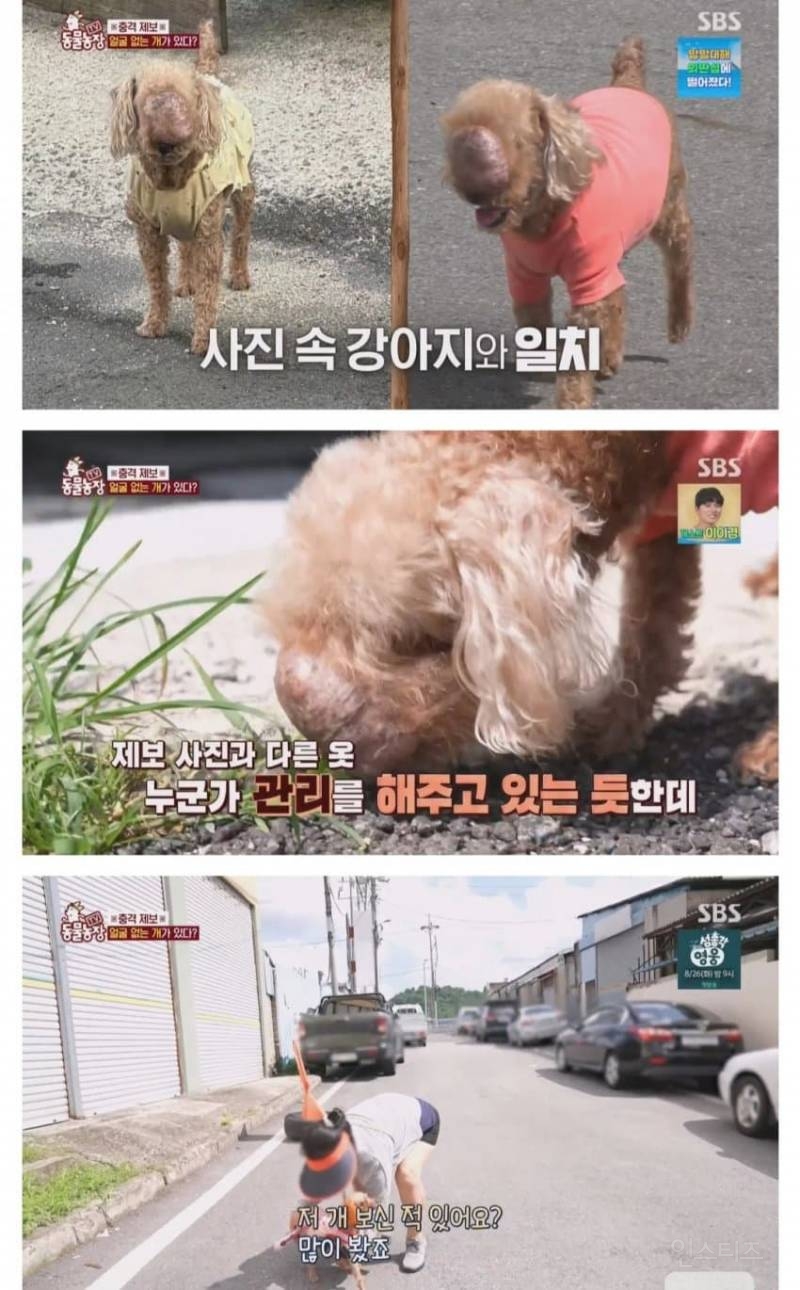 얼굴없는 강아지 미미 ㅠㅜ (충격주의) | 인스티즈