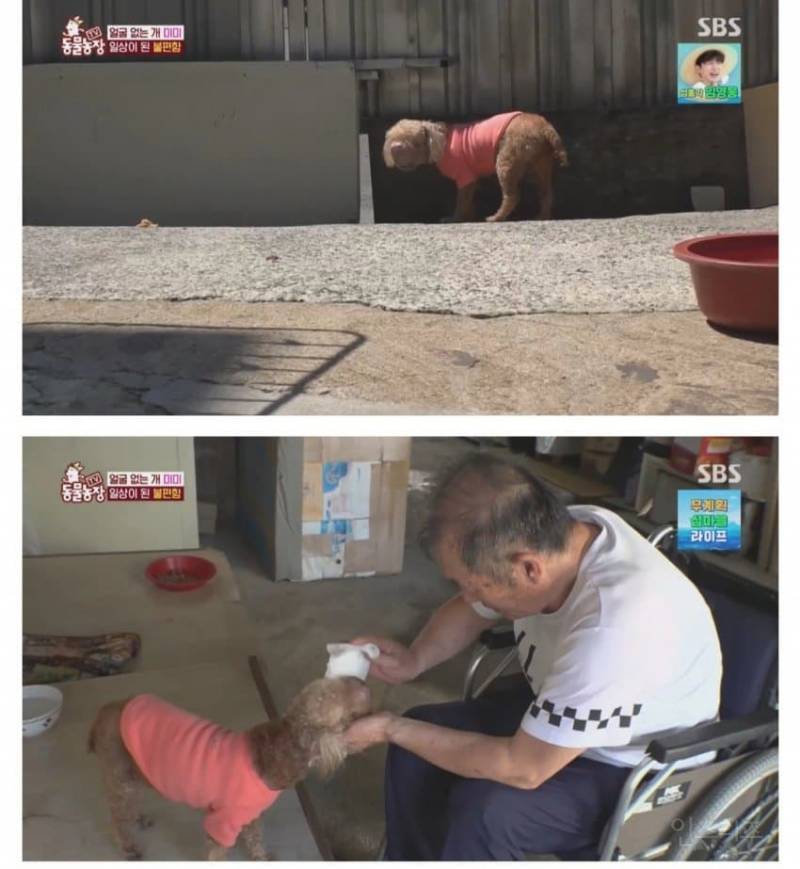 얼굴없는 강아지 미미 ㅠㅜ (충격주의) | 인스티즈