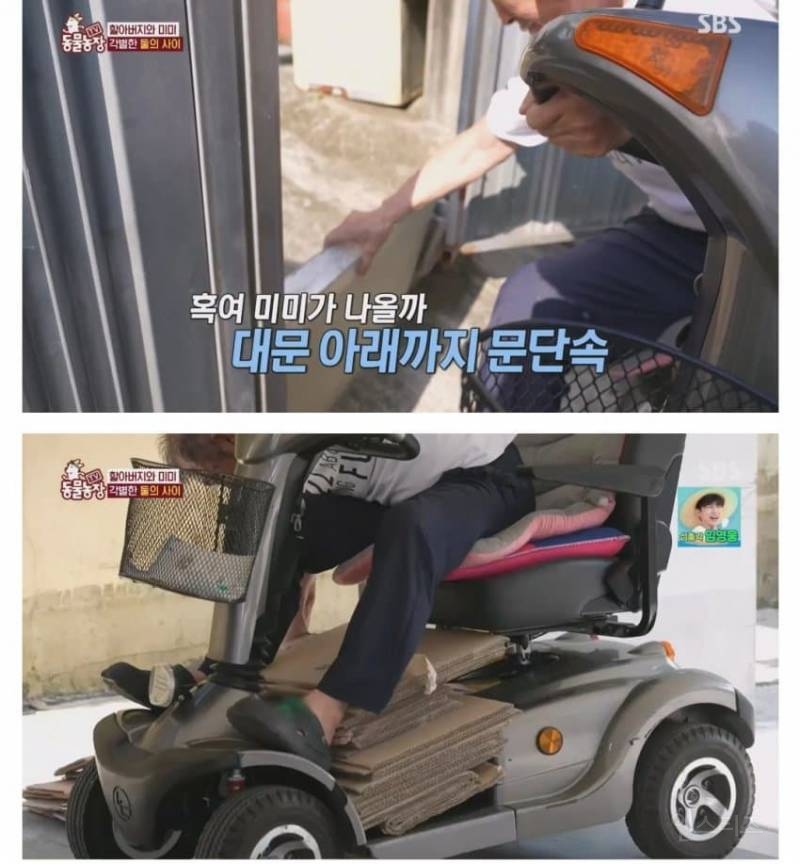 얼굴없는 강아지 미미 ㅠㅜ (충격주의) | 인스티즈