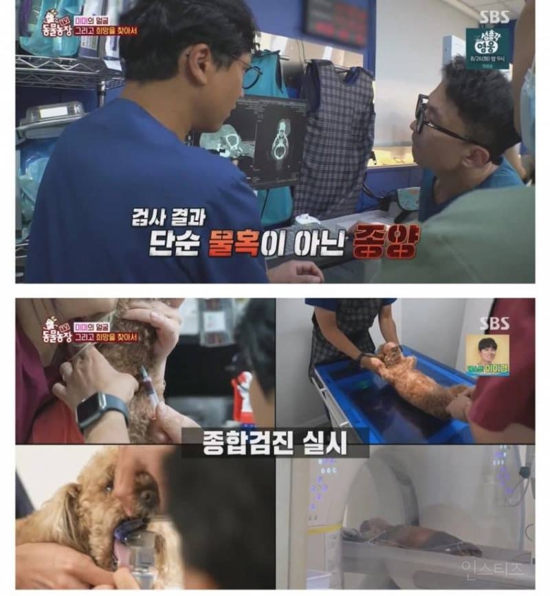 얼굴없는 강아지 미미 ㅠㅜ (충격주의) | 인스티즈