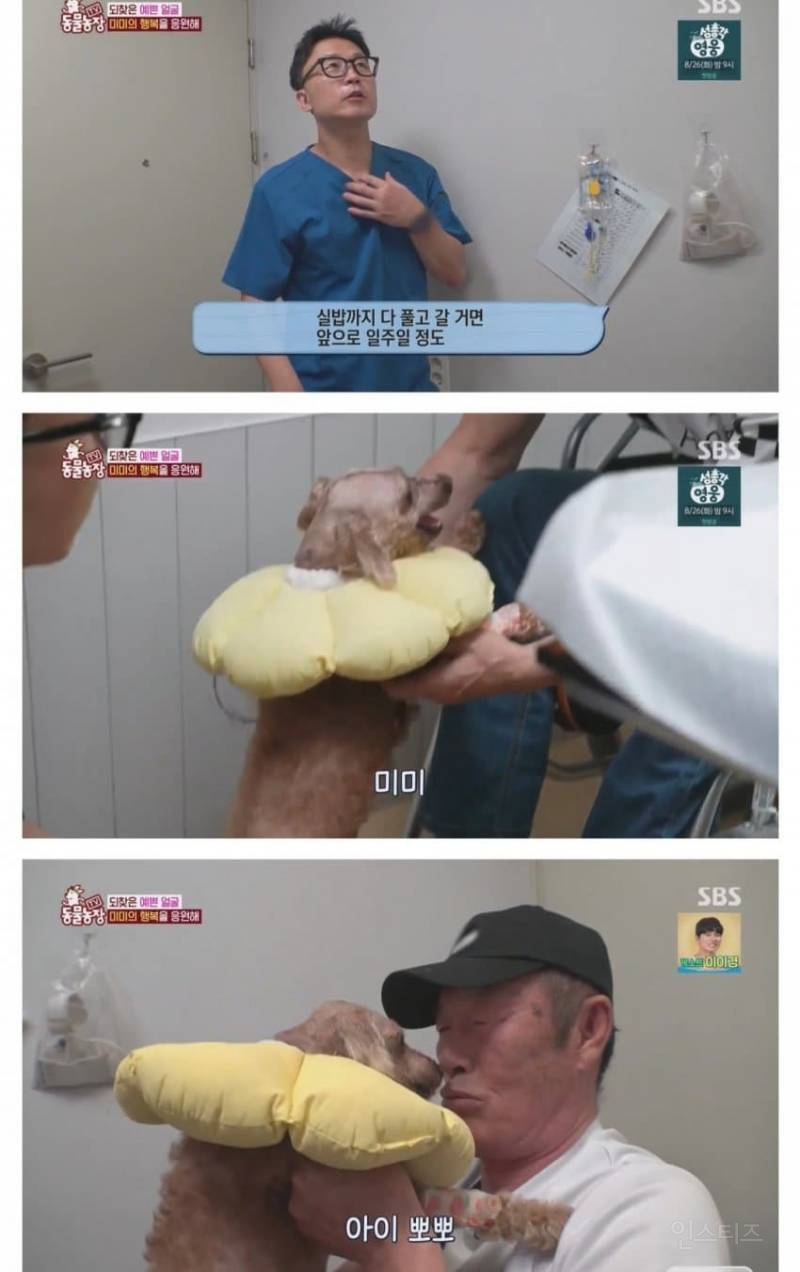 얼굴없는 강아지 미미 ㅠㅜ (충격주의) | 인스티즈