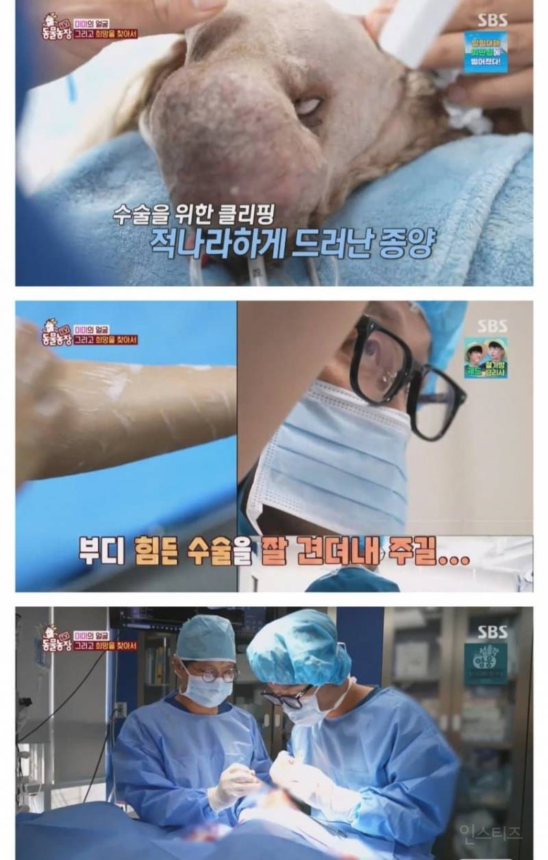 얼굴없는 강아지 미미 ㅠㅜ (충격주의) | 인스티즈