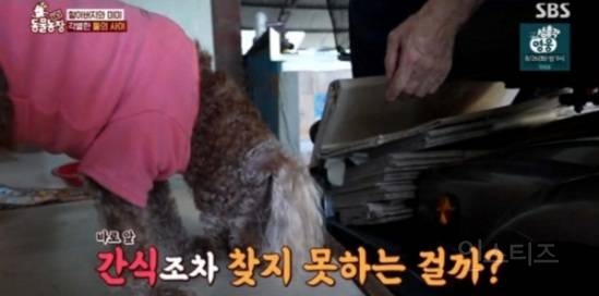 얼굴없는 강아지 미미 ㅠㅜ (충격주의) | 인스티즈