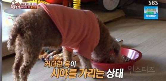 얼굴없는 강아지 미미 ㅠㅜ (충격주의) | 인스티즈