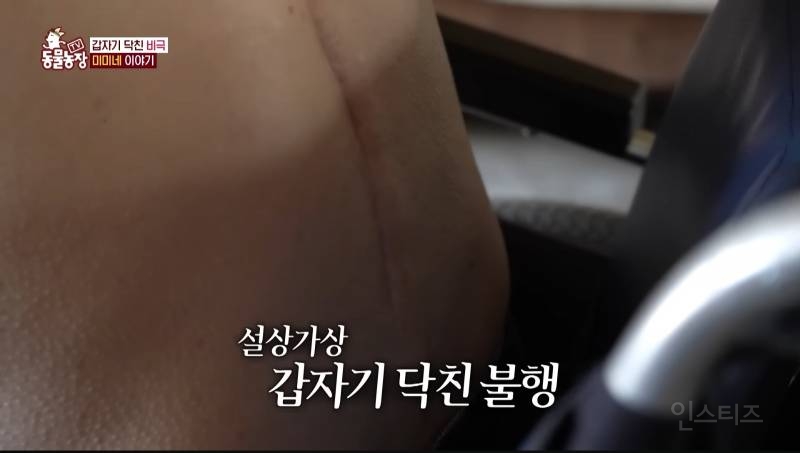 얼굴없는 강아지 미미 ㅠㅜ (충격주의) | 인스티즈