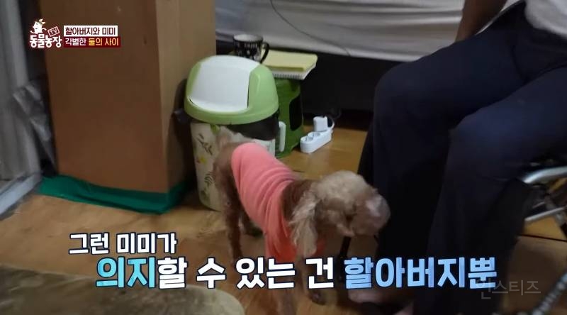얼굴없는 강아지 미미 ㅠㅜ (충격주의) | 인스티즈