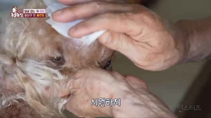얼굴없는 강아지 미미 ㅠㅜ (충격주의) | 인스티즈