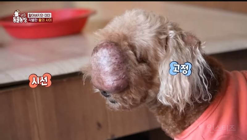 얼굴없는 강아지 미미 ㅠㅜ (충격주의) | 인스티즈