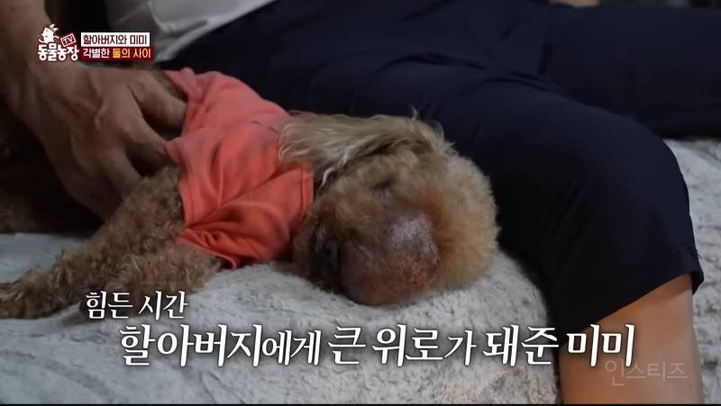 얼굴없는 강아지 미미 ㅠㅜ (충격주의) | 인스티즈