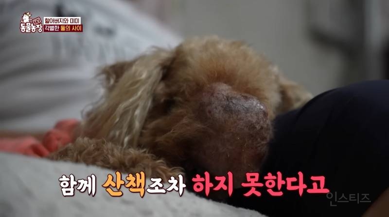얼굴없는 강아지 미미 ㅠㅜ (충격주의) | 인스티즈