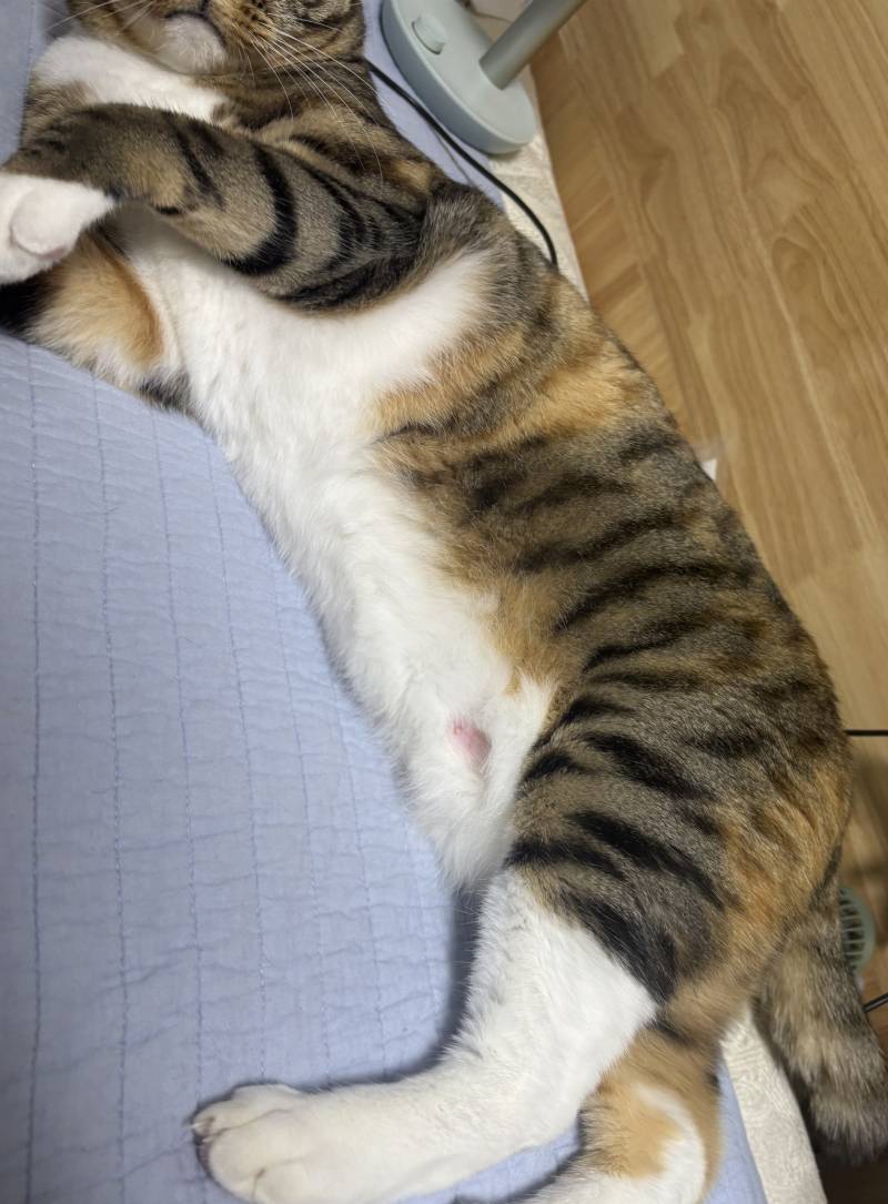 고양이) [잡담] 우리 고양이 여기 왜 그런걸까요? | 인스티즈