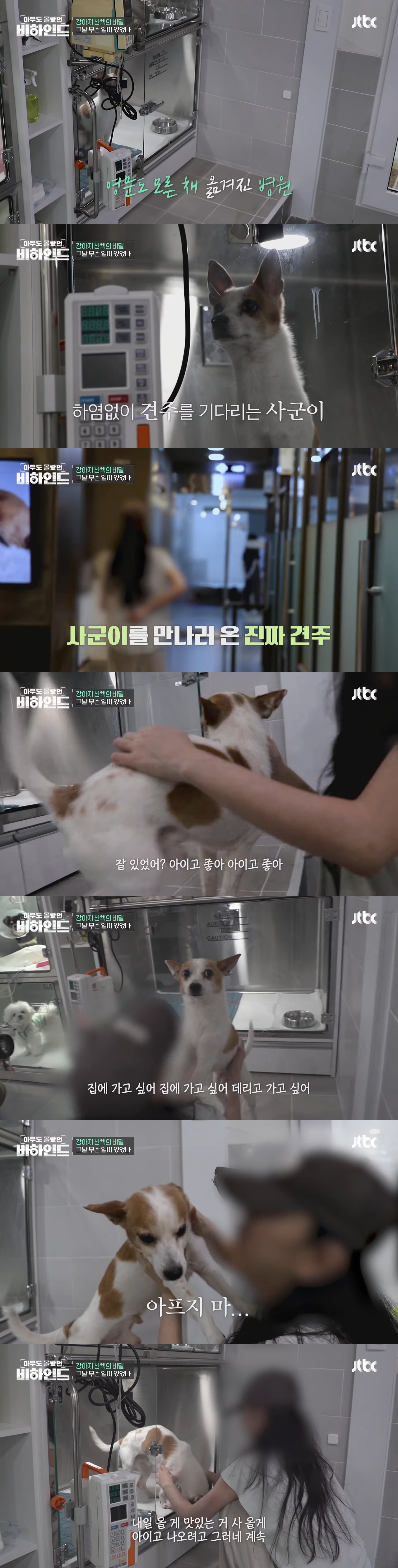강아지 목줄 잡고 공중에서 휘둘러 난리났던 강아지 학대 사건 비하인드 | 인스티즈