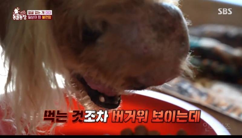 얼굴없는 강아지 미미 ㅠㅜ (충격주의) | 인스티즈