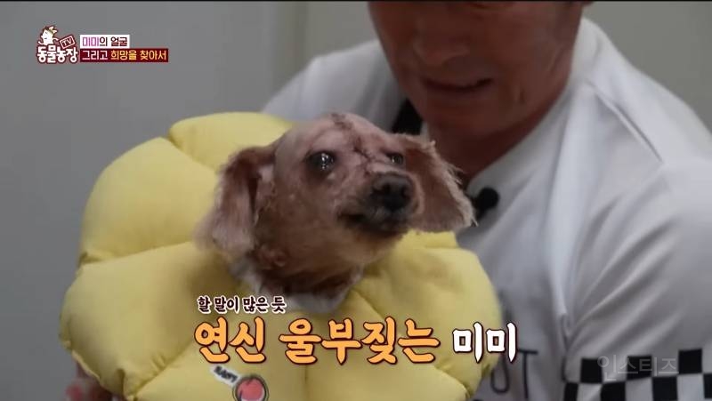 얼굴없는 강아지 미미 ㅠㅜ (충격주의) | 인스티즈
