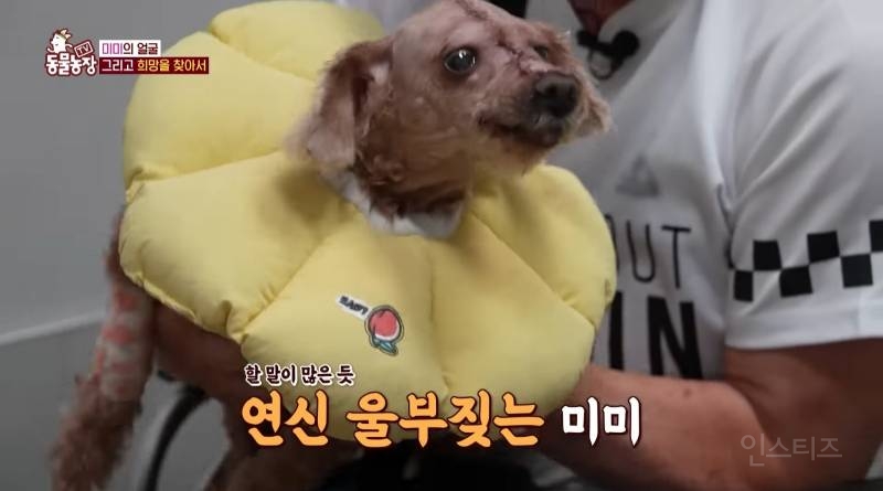 얼굴없는 강아지 미미 ㅠㅜ (충격주의) | 인스티즈