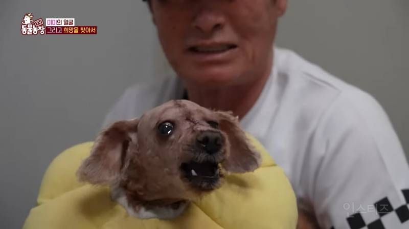 얼굴없는 강아지 미미 ㅠㅜ (충격주의) | 인스티즈