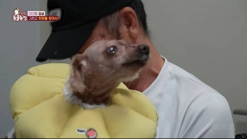 얼굴없는 강아지 미미 ㅠㅜ (충격주의) | 인스티즈