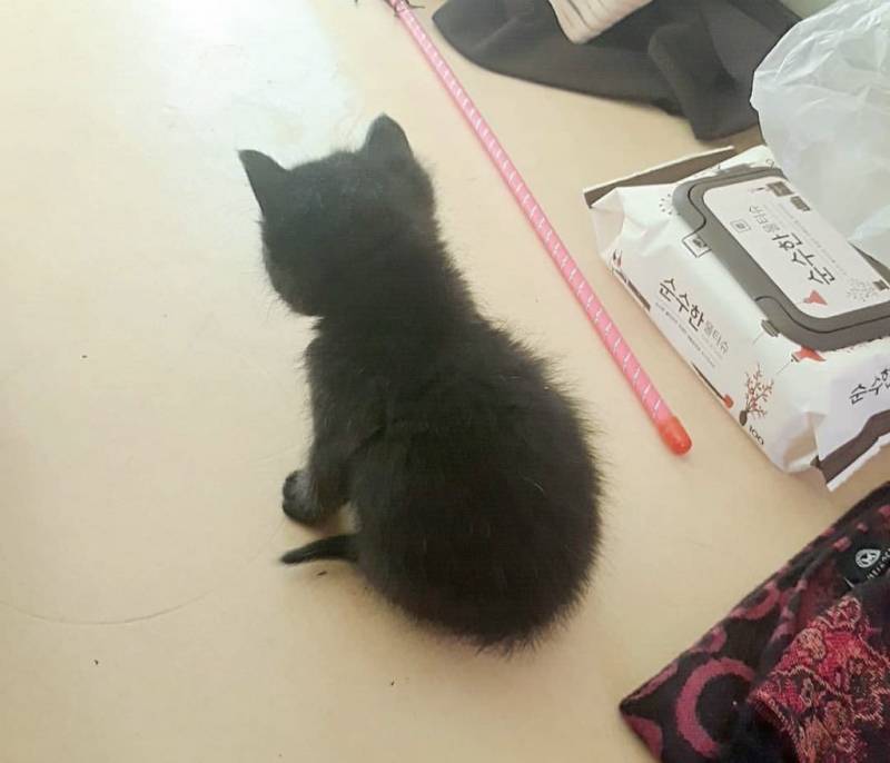 고양이) [잡담] 우리집 돼지 깜냥이 자랑🐈‍⬛ | 인스티즈