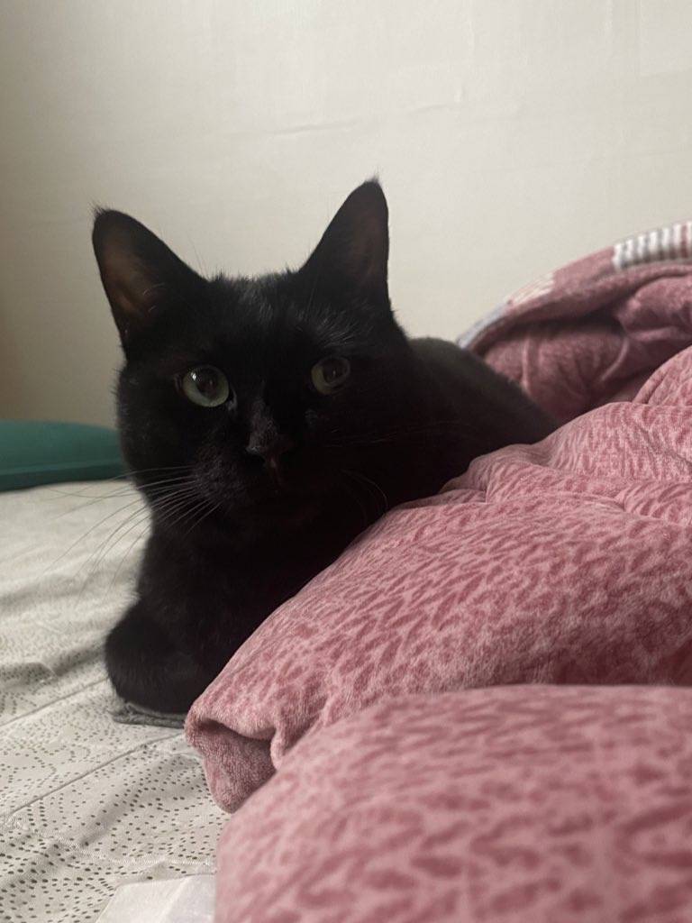 고양이) [잡담] 우리집 돼지 깜냥이 자랑🐈‍⬛ | 인스티즈
