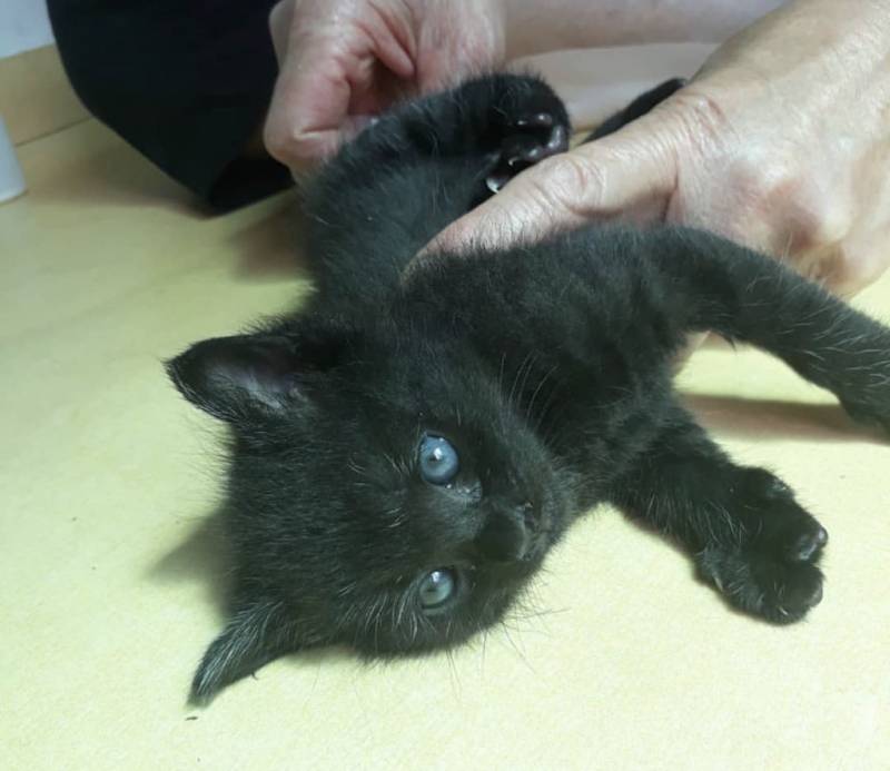 고양이) [잡담] 우리집 돼지 깜냥이 자랑🐈‍⬛ | 인스티즈