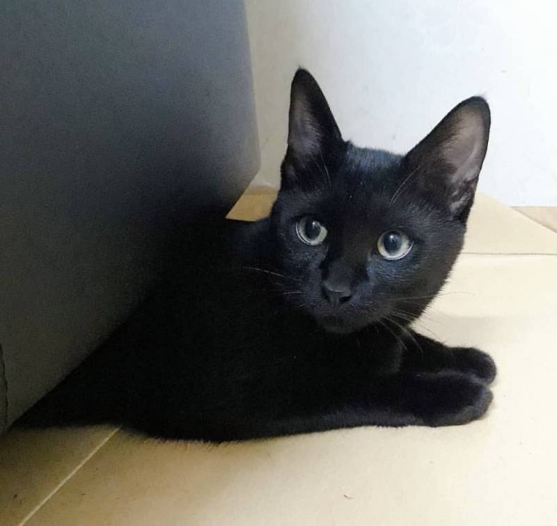 고양이) [잡담] 우리집 돼지 깜냥이 자랑🐈‍⬛ | 인스티즈