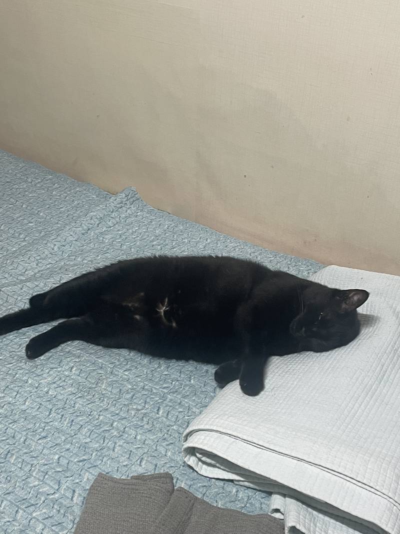 고양이) [잡담] 우리집 돼지 깜냥이 자랑🐈‍⬛ | 인스티즈