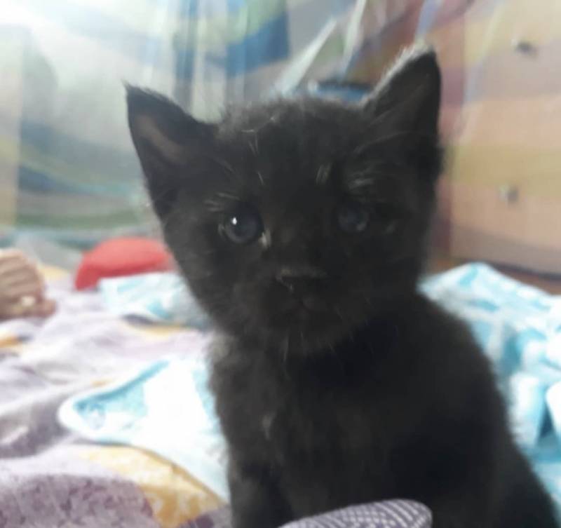 고양이) [잡담] 우리집 돼지 깜냥이 자랑🐈‍⬛ | 인스티즈