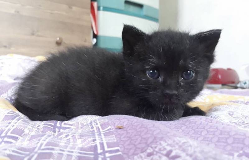고양이) [잡담] 우리집 돼지 깜냥이 자랑🐈‍⬛ | 인스티즈