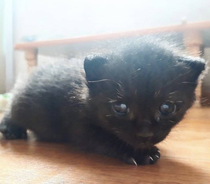 고양이) [잡담] 우리집 돼지 깜냥이 자랑🐈‍⬛ | 인스티즈
