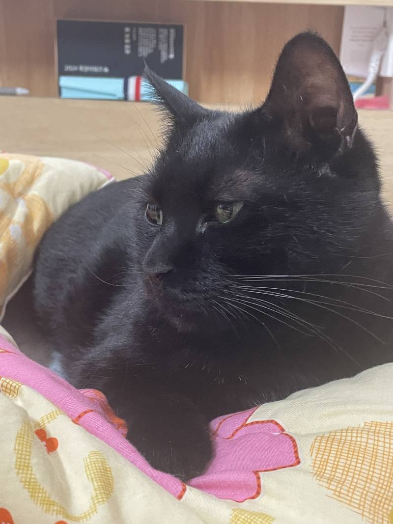 고양이) [잡담] 우리집 돼지 깜냥이 자랑🐈‍⬛ | 인스티즈