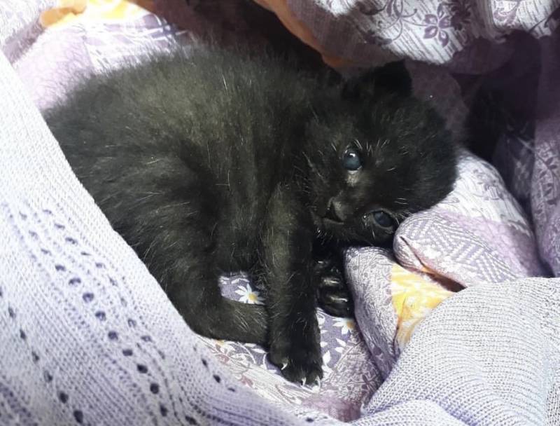 고양이) [잡담] 우리집 돼지 깜냥이 자랑🐈‍⬛ | 인스티즈