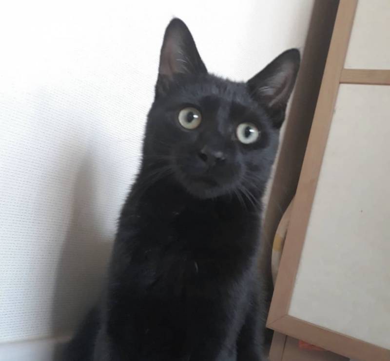 고양이) [잡담] 우리집 돼지 깜냥이 자랑🐈‍⬛ | 인스티즈