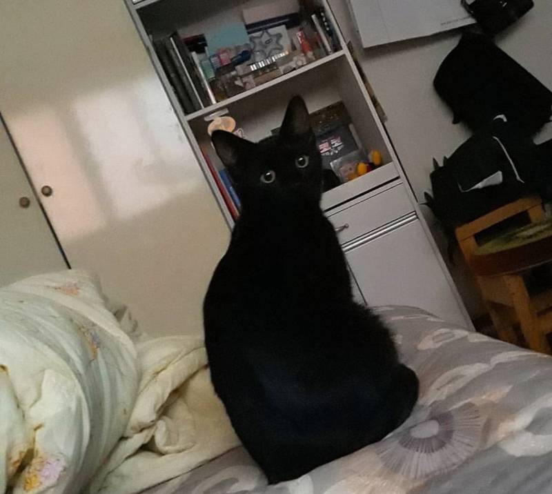 고양이) [잡담] 우리집 돼지 깜냥이 자랑🐈‍⬛ | 인스티즈