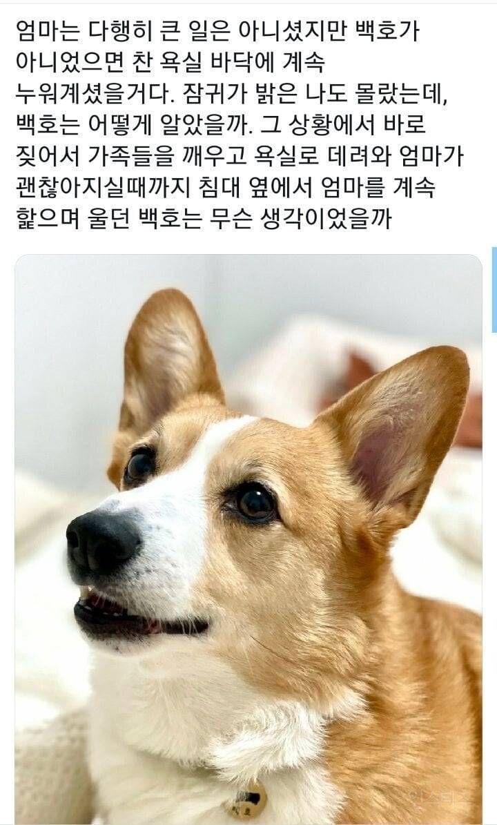 새벽에 갑자기 개가 짖어서 깼더니.. | 인스티즈