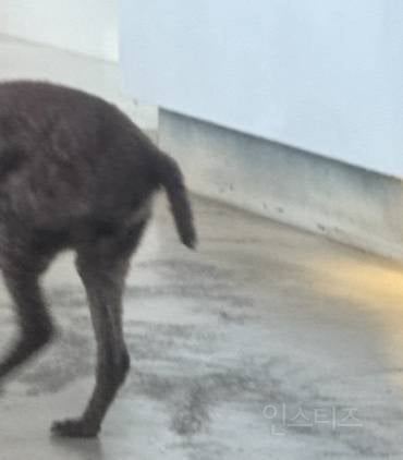 우리집 강아지 꼬리 부러진줄 알고 병원갔는데 | 인스티즈