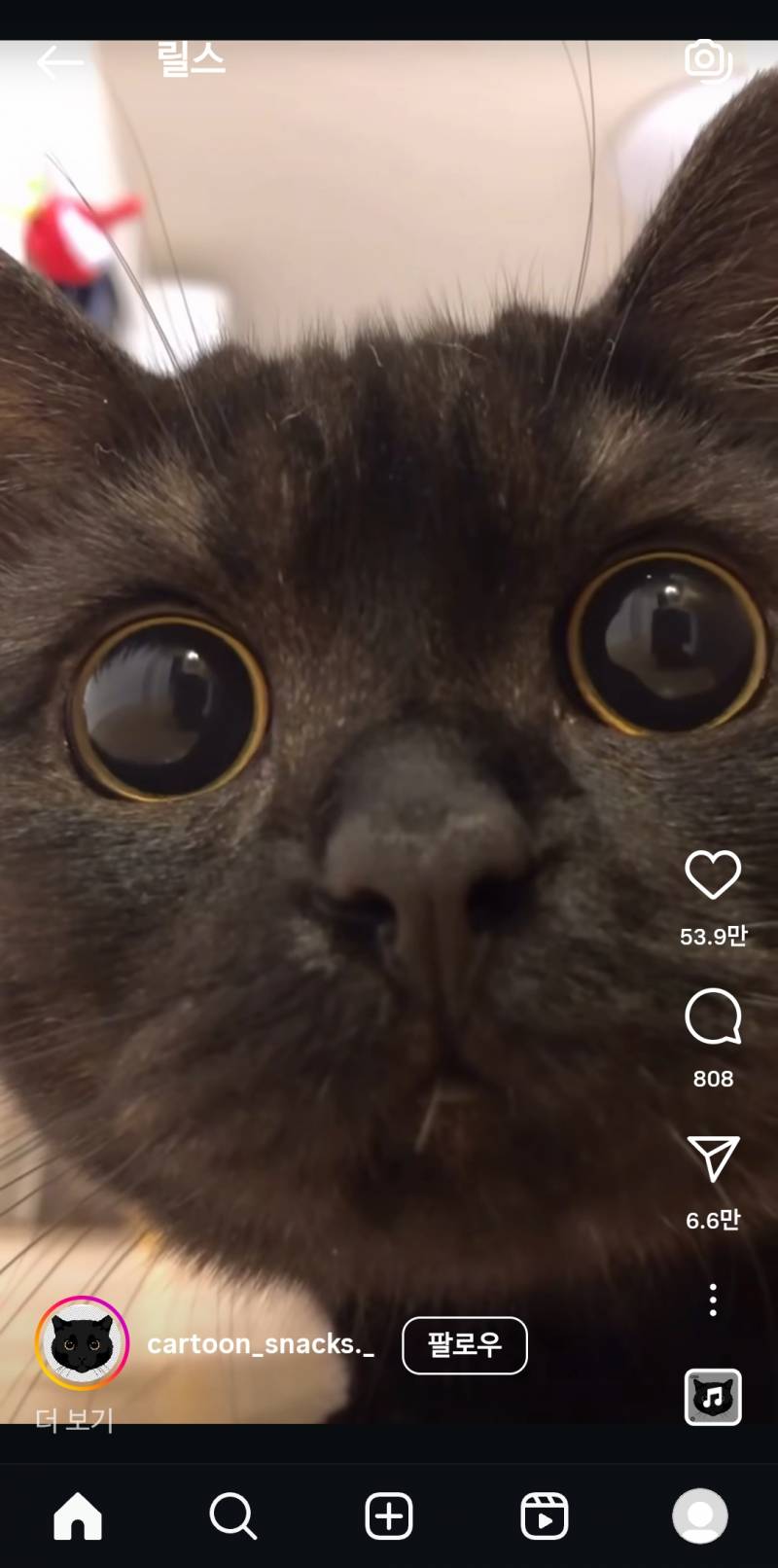 [잡담] 고양이 눈 전체가 다 꺼매질수잇을까 | 인스티즈