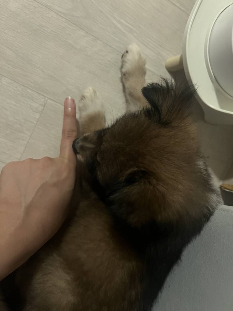 [잡담] 우리 집 아기 강아지 왕발이야?? | 인스티즈