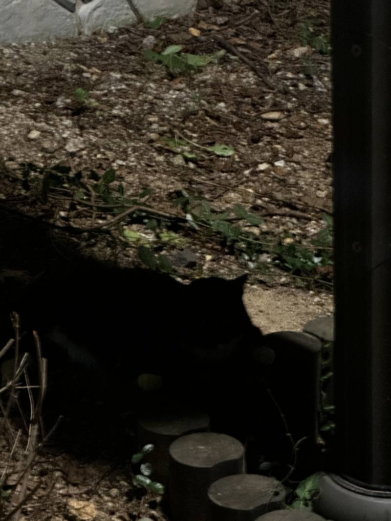 고양이) [잡담] 고양이 숨은그림찾기 🐈‍⬛ | 인스티즈