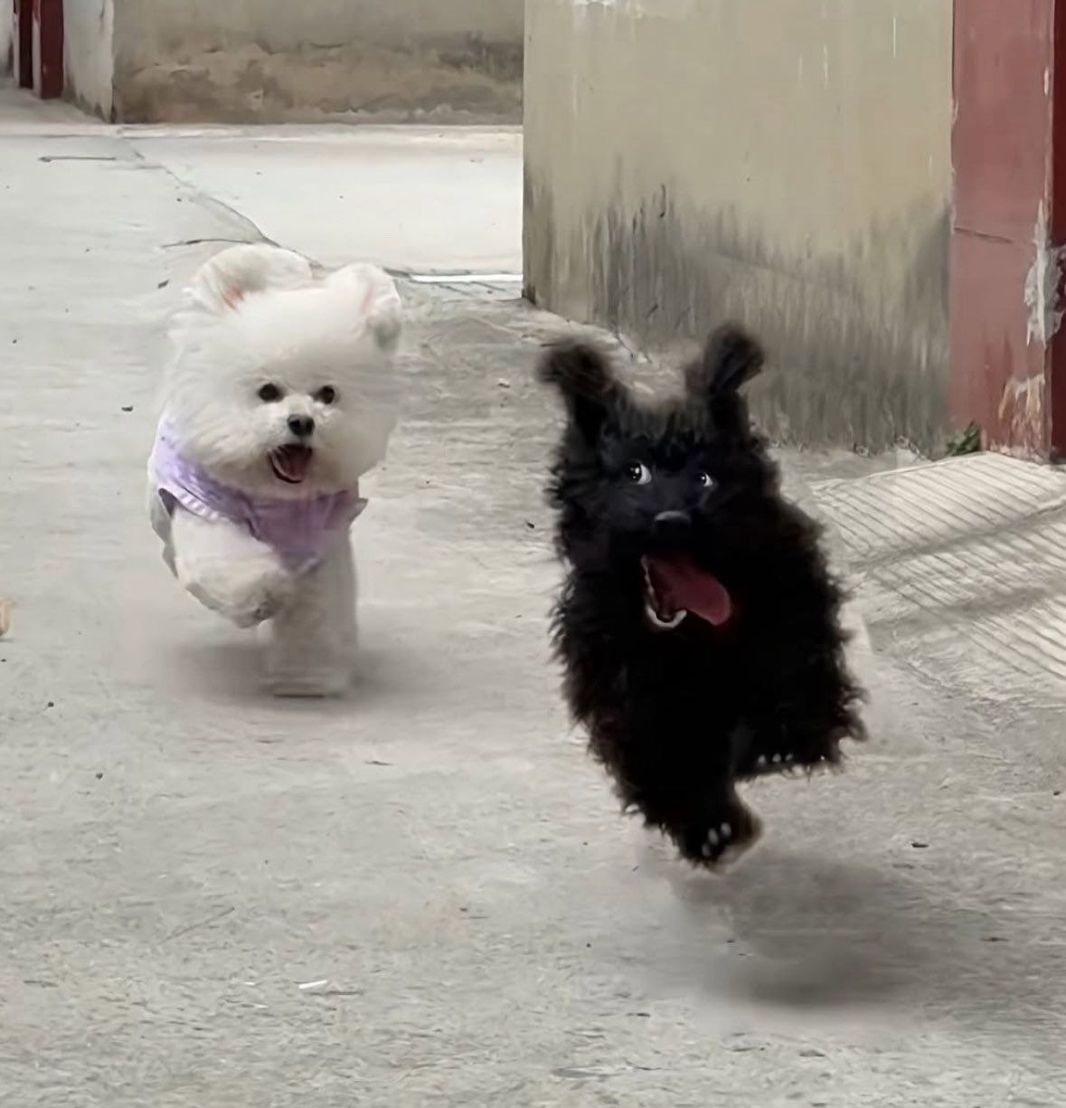 [잡담] 앞에 강아지 진짜 인형 같아 | 인스티즈