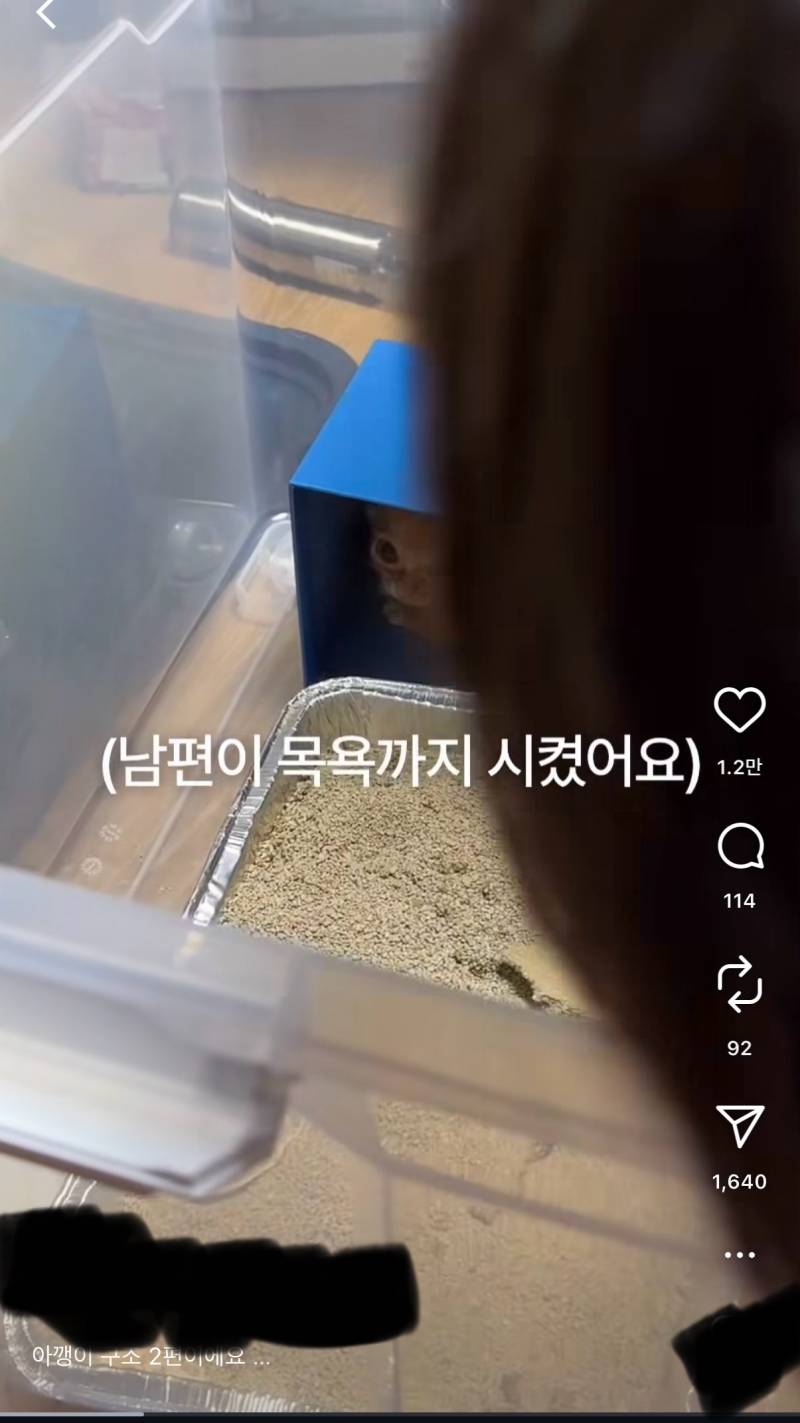 [잡담] 이건 냥줍이야 vs 납치야? | 인스티즈