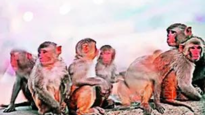 성폭행 저지르려는 성범죄자 막은 6마리의 원숭이들 | 인스티즈