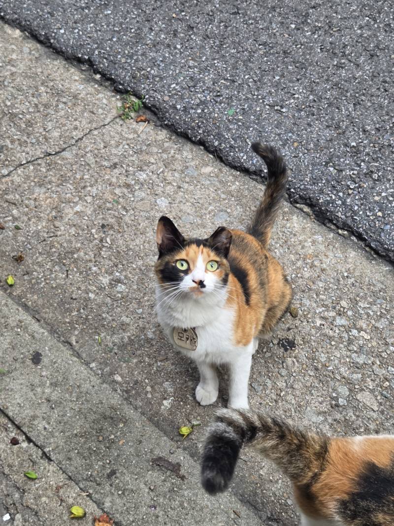 [잡담] 진짜 이쁜 고양이 볼사람 | 인스티즈