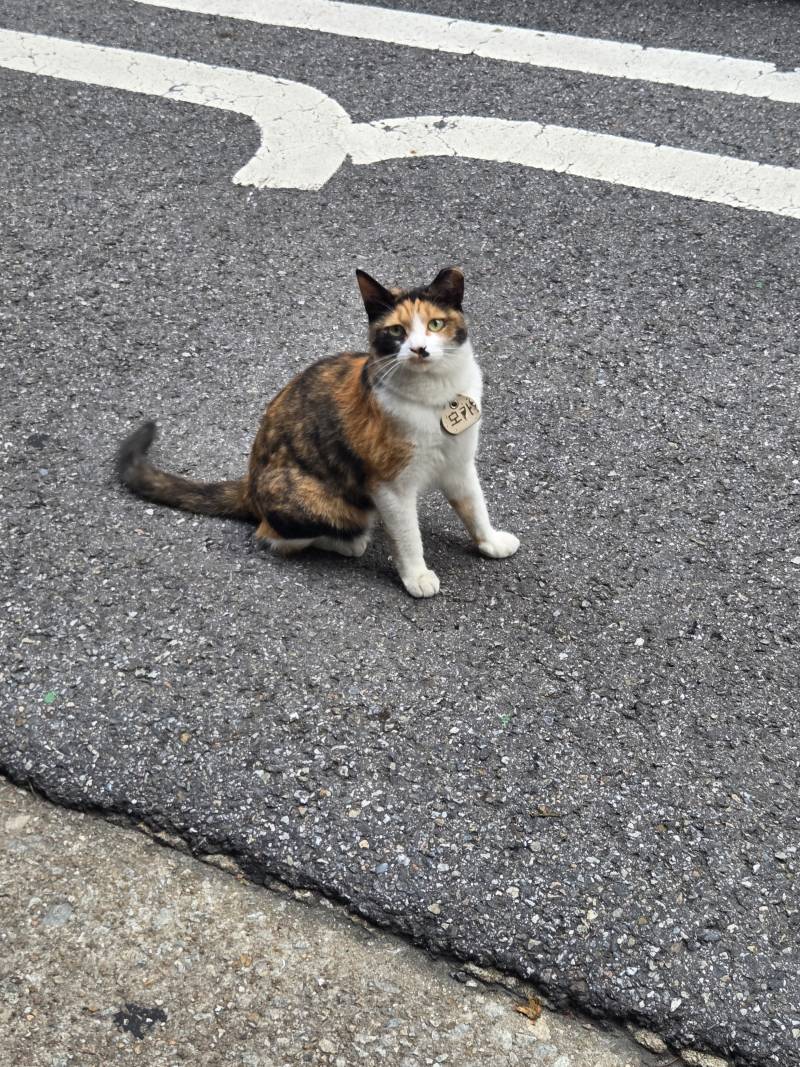 [잡담] 진짜 이쁜 고양이 볼사람 | 인스티즈