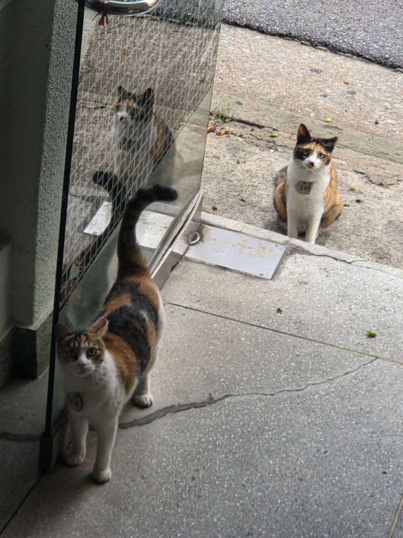 [잡담] 진짜 이쁜 고양이 볼사람 | 인스티즈
