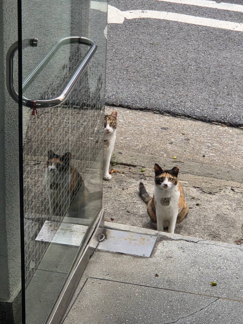 [잡담] 진짜 이쁜 고양이 볼사람 | 인스티즈