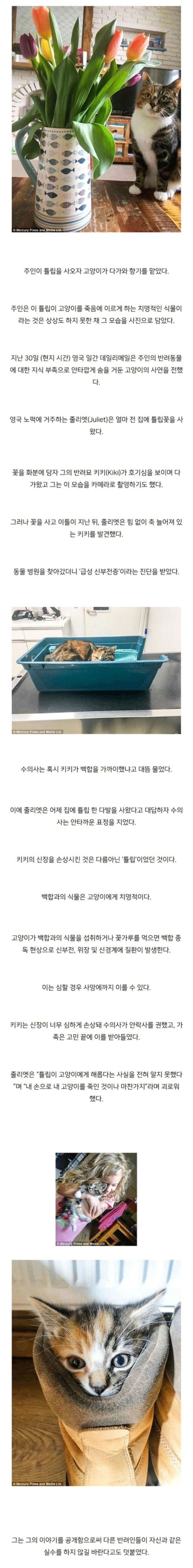 주인이 사온 튤립냄새맡고 무지개다리건넌 고양이.jpg | 인스티즈