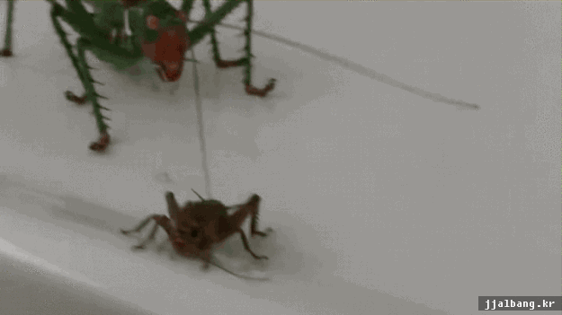 [잡담] 앙냠냠❤️ | 인스티즈