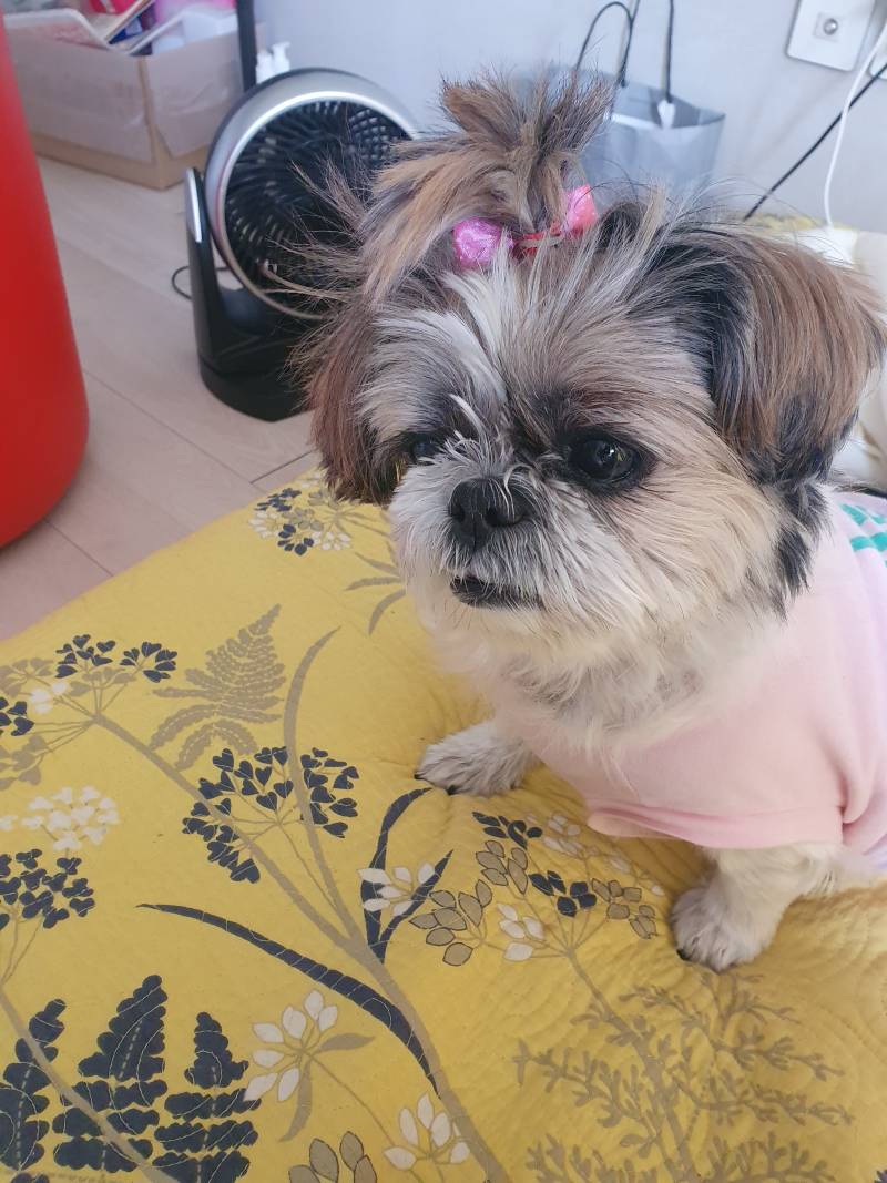 [잡담] 이 강아지 얼굴 뭔가 되게 쎄하지 않아? | 인스티즈