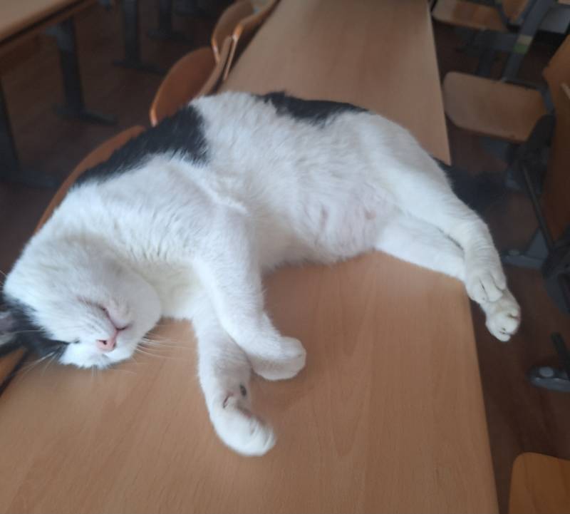 [잡담] 캠퍼스 냥이는 경계심이 없네 | 인스티즈
