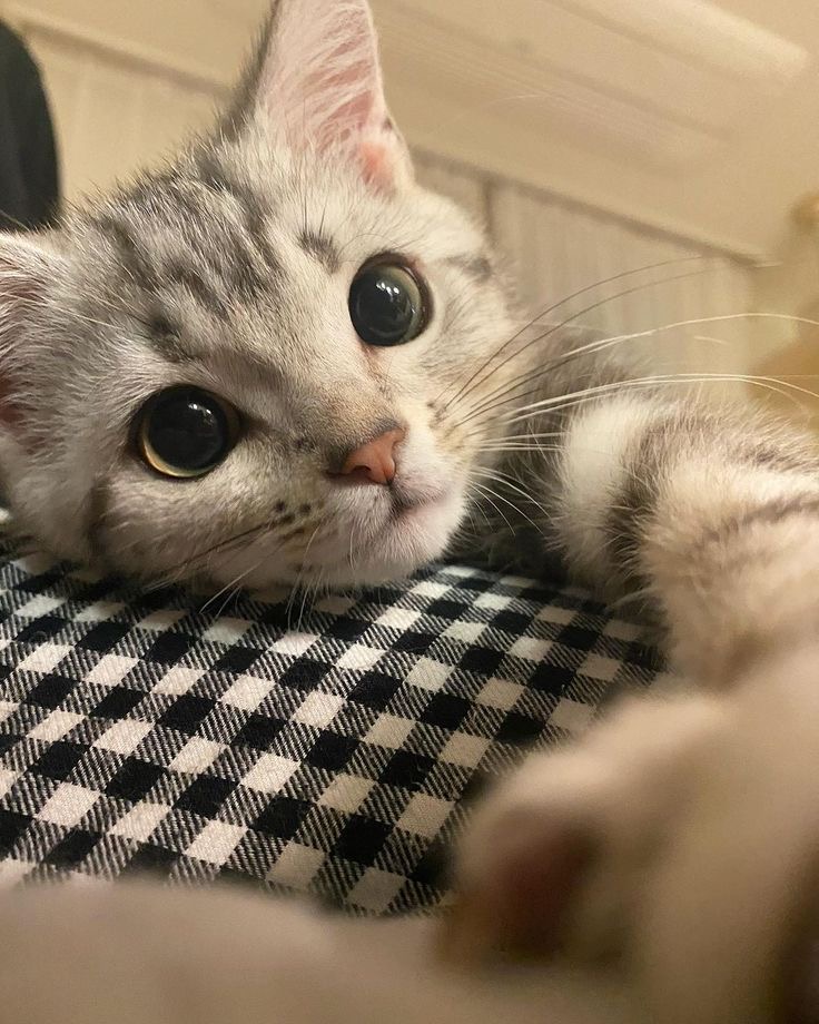 [잡담] 아니 고양이 어떻게 생겼는지 모르냐? | 인스티즈